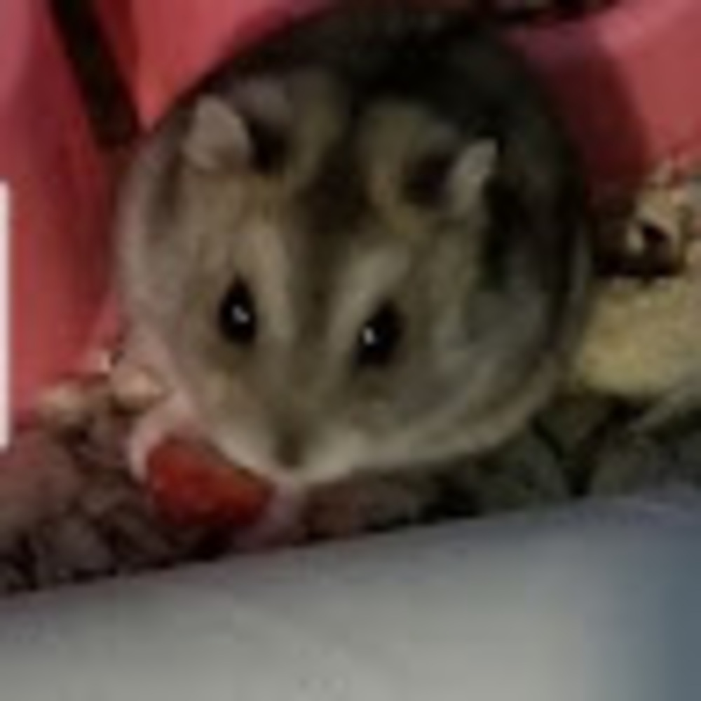 Meet your Posher, Hyper active